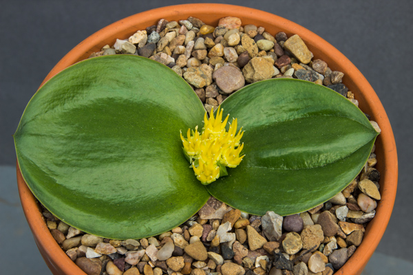 Massonia citrina
